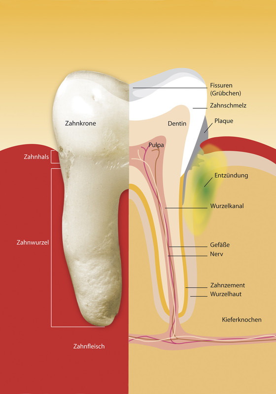 thoma-parodontologie-04.jpg